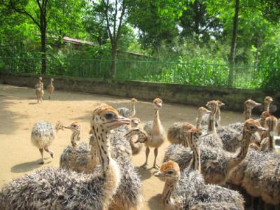 Bán đà điểu giống ở bình dương