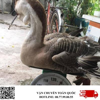 Cung cấp Ngỗng Thịt cho Nhà Hàng, Khách Sạn