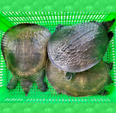 Giá Cua Đinh Thịt Năm 2025 Cập Nhật Mới Nhất 