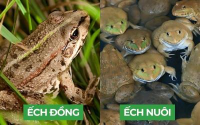 Giá ếch thịt tại TP.HCM