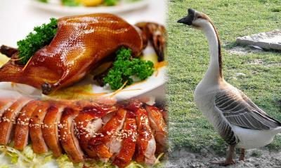 Giá Ngỗng Thịt Hôm Nay Cập Nhật Mới Nhất