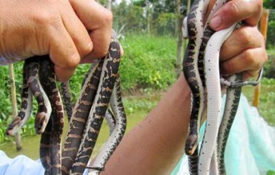 Mua giống rắn ri voi ở đâu