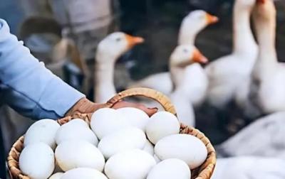 Mua Trứng Ngỗng Ở Đâu TPHCM – Cập Nhật Giá Hôm Nay