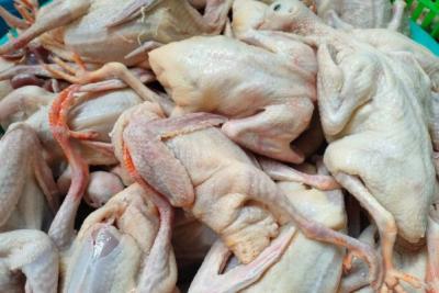 Thịt Chim Bồ Câu Ra Ràng Làm Sạch Mua Ở Đâu?