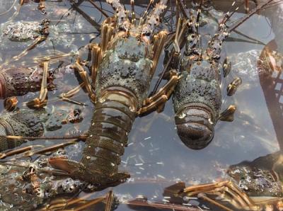 Tôm hùm ngộp là gì? Giá bán tôm hùm ngộp tại TP Hồ Chí Minh
