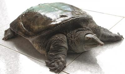 Vựa Ba Ba Thịt Giá Sỉ Tại TP.HCM