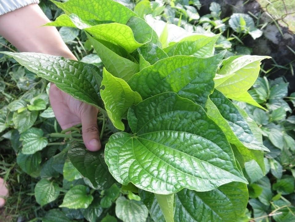 Lá lốt, thảo dược tốt cho người mắc trĩ