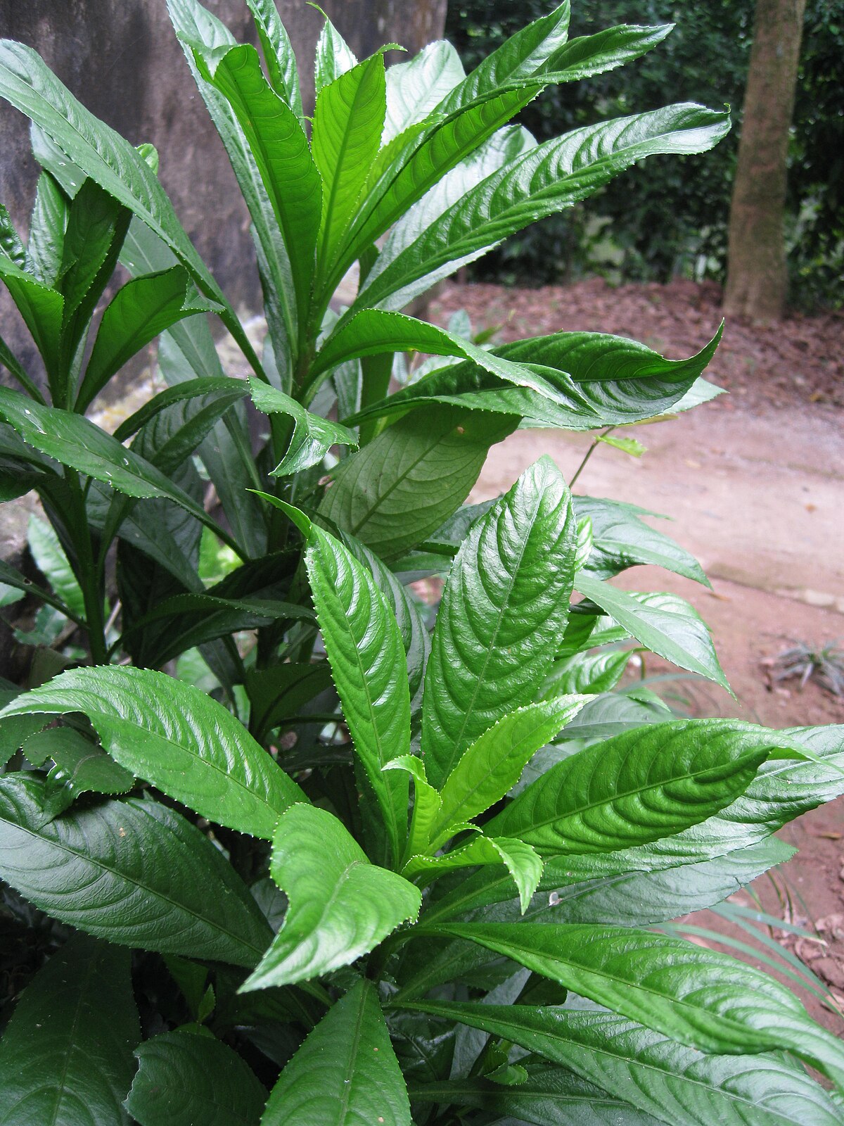 Xương sông 