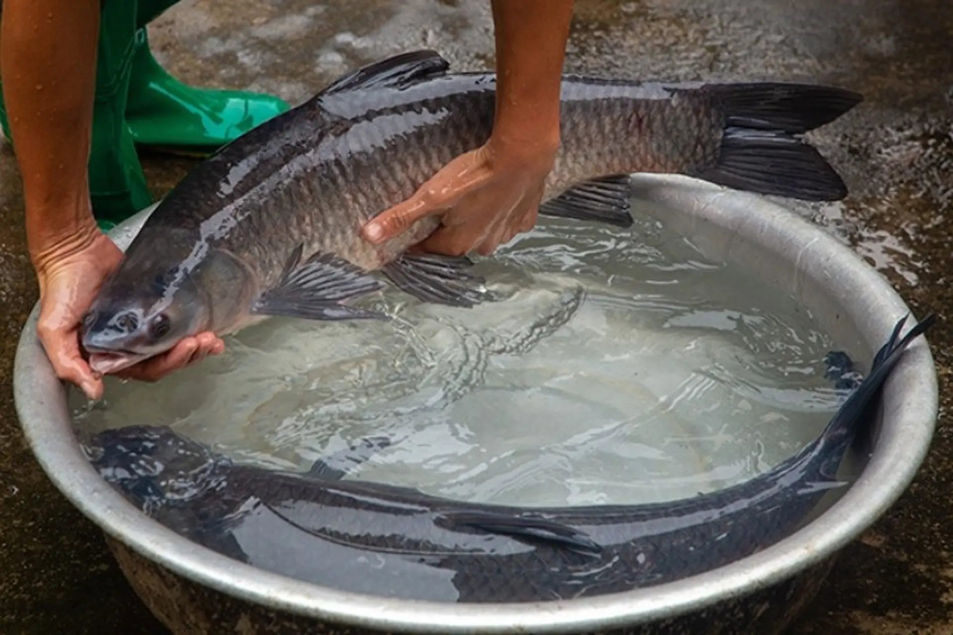 Cá trắm đen tươi sống tại TP.HCM