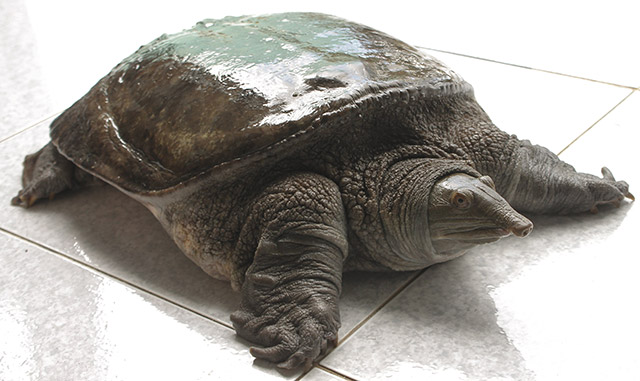 Giá Baba thịt hiện nay bao nhiều tiền 1kg 2022? Mua ở đâu