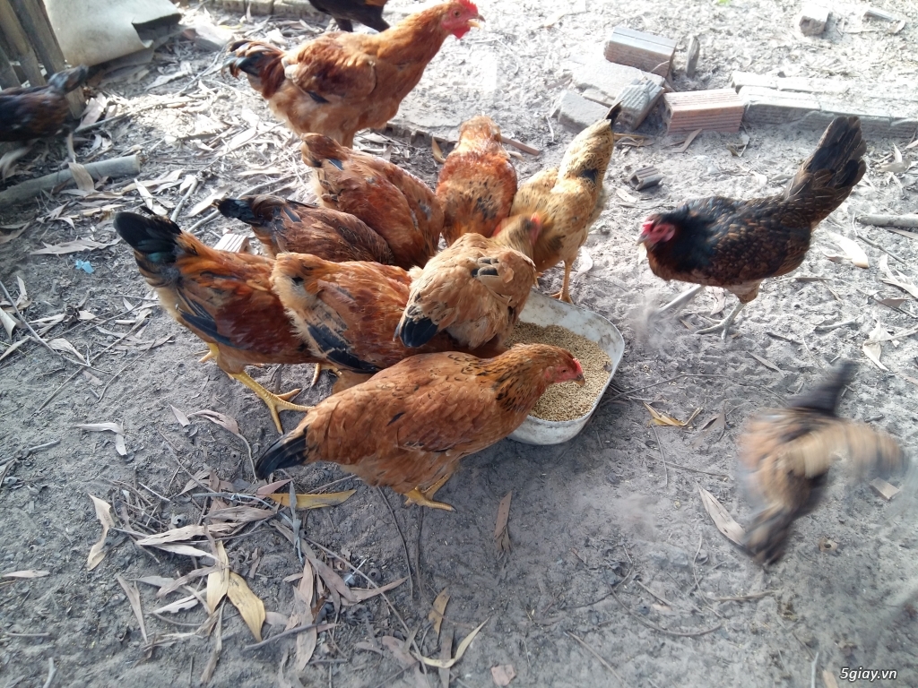 Gà ta thả vườn 195k/kg | dac san vung mien