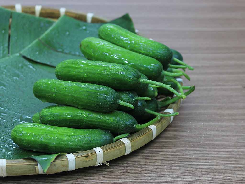 Dưa Leo Baby (Vỉ 500g)