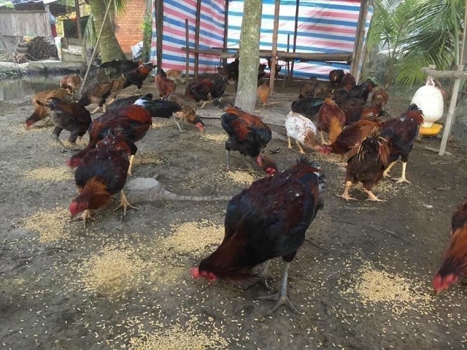 Cung Cấp Gà Ta Thả Vườn Giá Rẻ Giao Hàng Tận Nơi