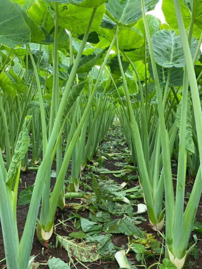 cây bạc hà , cây dọc mùng nấu canh chua - Công Ty TNHH Trúc Vũ Farm