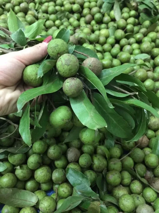 1kg quả sấu tươi