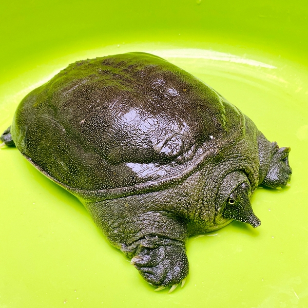 BaBa Thịt 