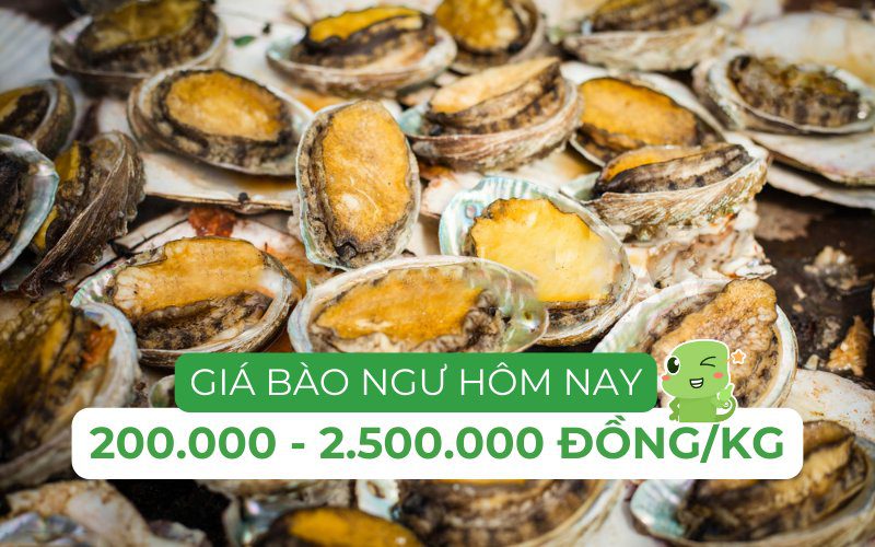 Giá bào ngư dao động từ 200.000 đến 2.500.000 đồng/kg