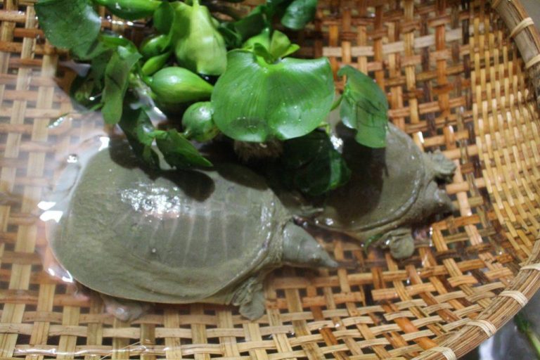 Kỹ thuật nuôi ba ba thương phẩm