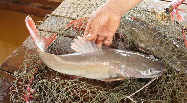 Cá lăng đuôi đỏ tươi sống tại TP.HCM