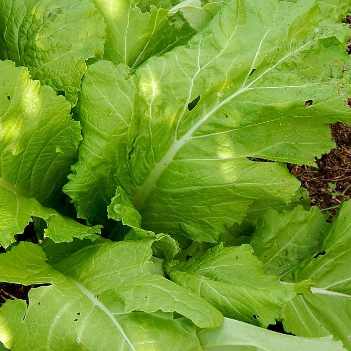 Hạt giống cải bẹ xanh