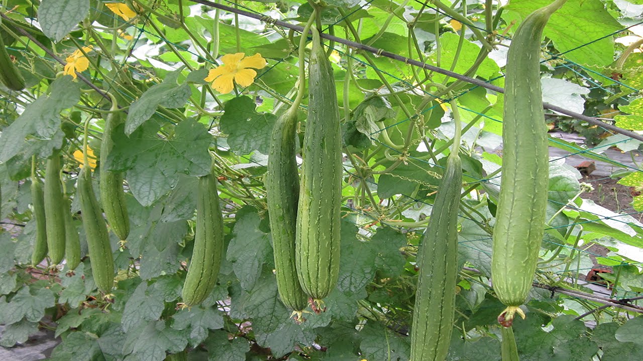 Mướp hương 