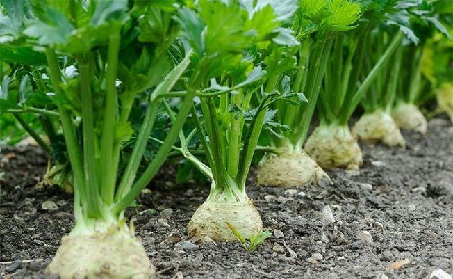 Rau cần tây có tác dụng gì?