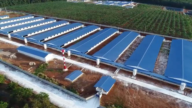 cong-ty-chan-nuoi-heo-lon-nhat-Viet-Nam