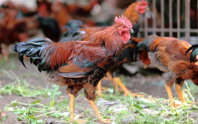 Địa Chỉ Bán Gà Ta Thả Vườn Chất Lượng Uy Tín Ở TP.HCM | Cooky.vn