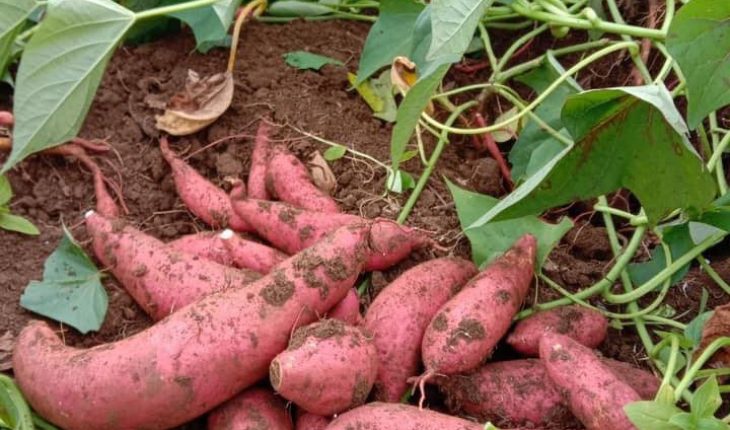 Hướng dẫn cách trồng KHOAI LANG siêu dễ 
