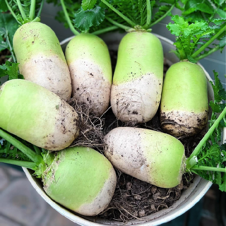 HẠT GIỐNG CỦ CẢI HÀN QUỐC 