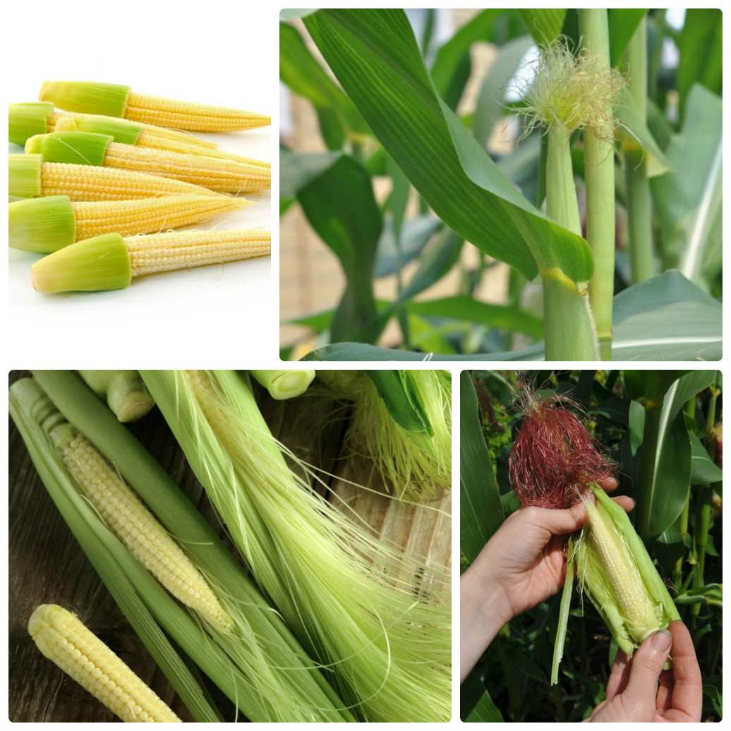 Kỹ thuật trồng ngô rau (ngô bao tử)