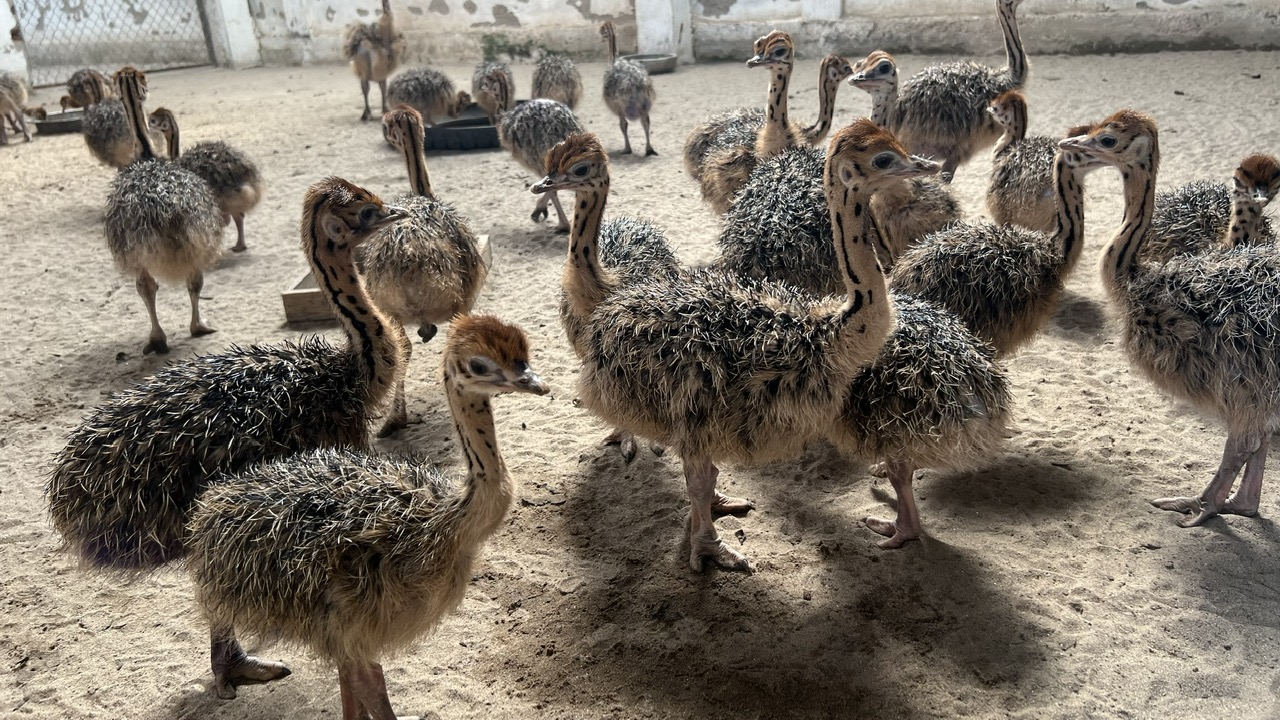 Bán đà điểu giống ở Bình Dương – NguonThucPham.vn