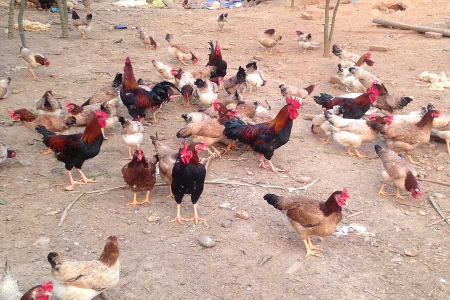 Gà ta thả vườn giá rẻ 120.000/kg