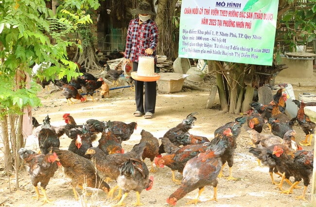 Gà thả vườn ở một nơi của Bình Định nuôi kiểu gì mà hễ nói bán là có người mua ngay?