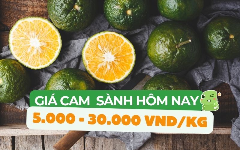 Giá cam sành dao động từ 5.000 đến 35.000 VND/kg tùy thuộc vào loại cam và vùng trồng.