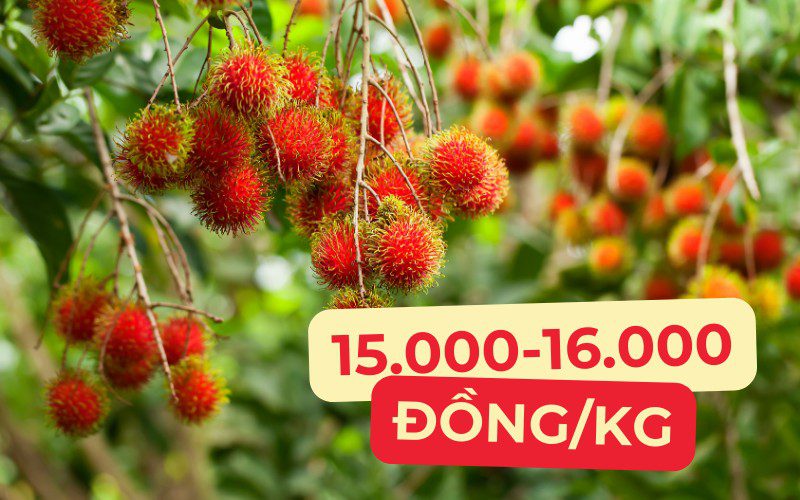 Giá chôm chôm dao động từ 50.000 đến 60.000 đồng/kg