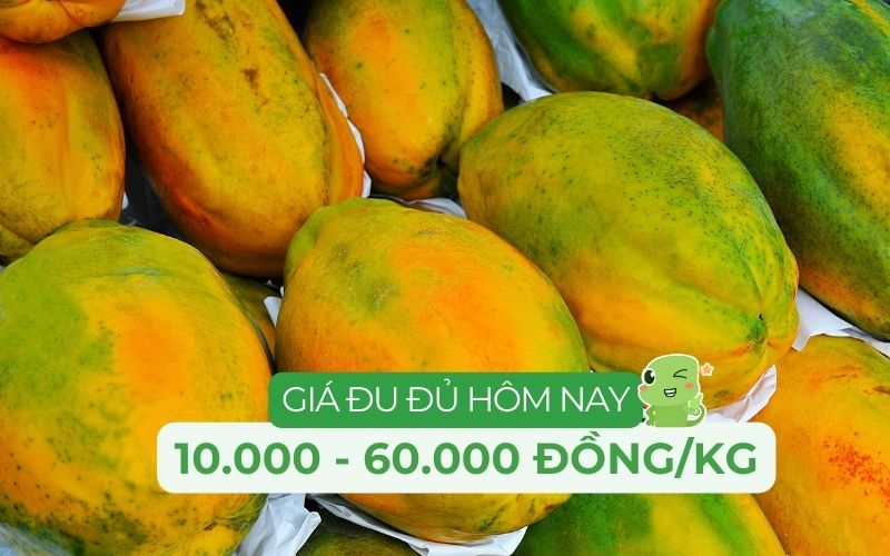 Giá đu đủ hôm nay chỉ từ 10.000 - 60.000 đồng/kg tùy loại