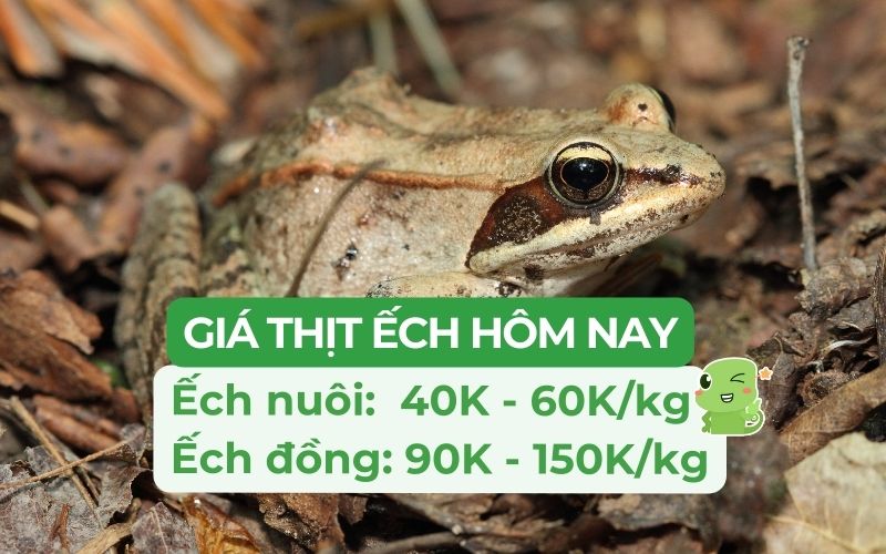 Giá ếch thịt và ếch đồng trên thị trường hiện nay