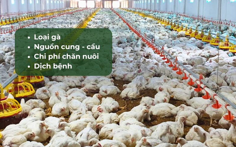 Nhiều yếu tố ảnh hưởng đến giá gà