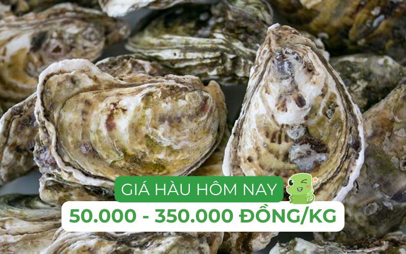 Giá hàu biển sống có thể dao động từ 50.000 đến 350.000 đồng/kg