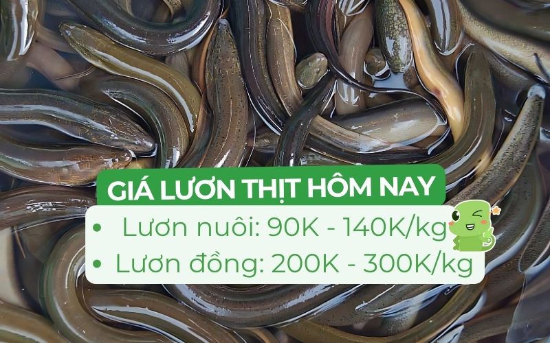 Giá lươn thịt từ 90.000 đến 30.000 đồng/kg tùy thuộc vào loại lươn và nguồn cung