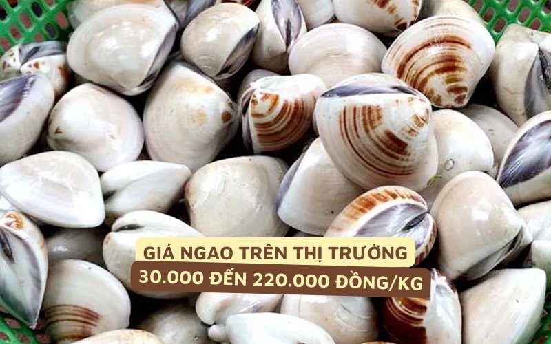 Giá ngao trên thị trường dao động từ 30.000 đến 220.000 đồng/kg tùy loại
