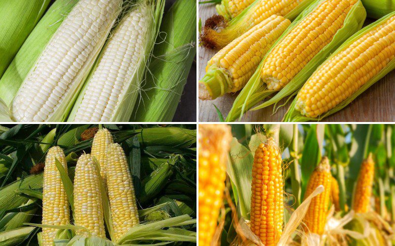 Các giống ngô được trồng phổ biến tại nước ta