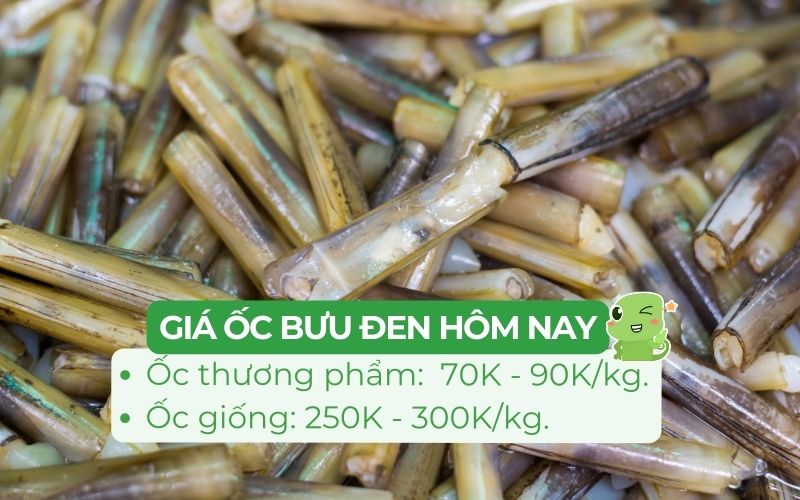 Giá ốc móng tay các loại trên thị trường hiện nay