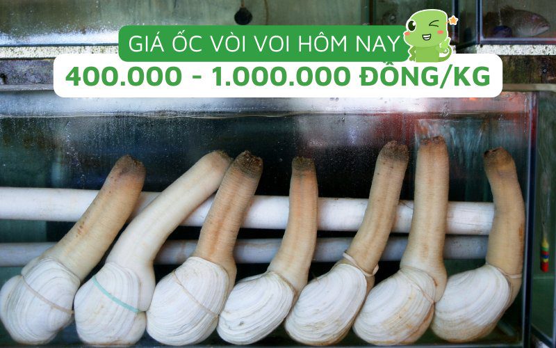 Giá ốc vòi voi dao động từ 400.000 đến 1.000.000 đồng/kg