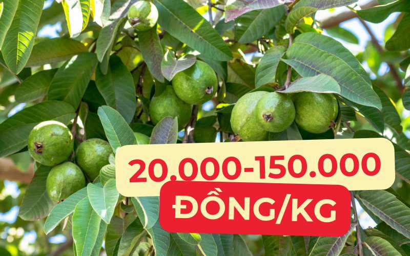 Giá ổi hôm nay dao động từ 20.000 đến 150.000 đồng/kg
