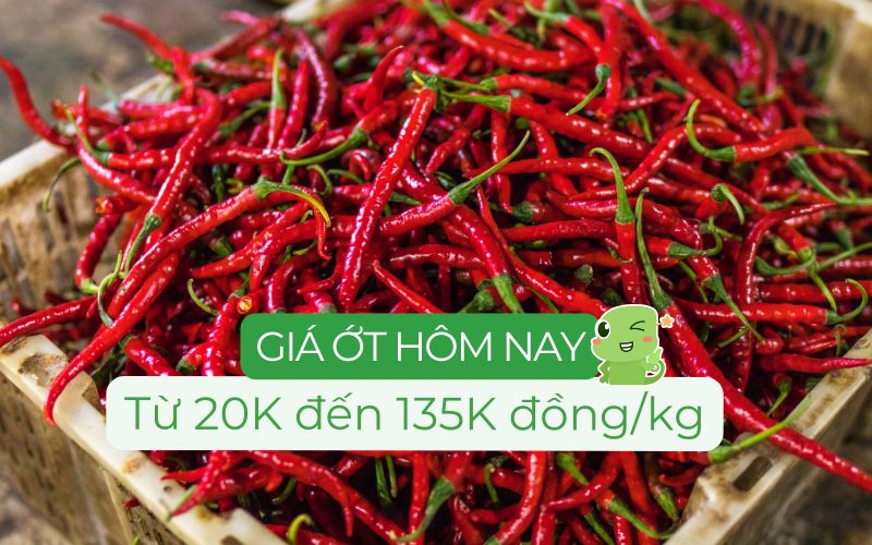 Giá các loại ớt hiện nay trên thị trường 