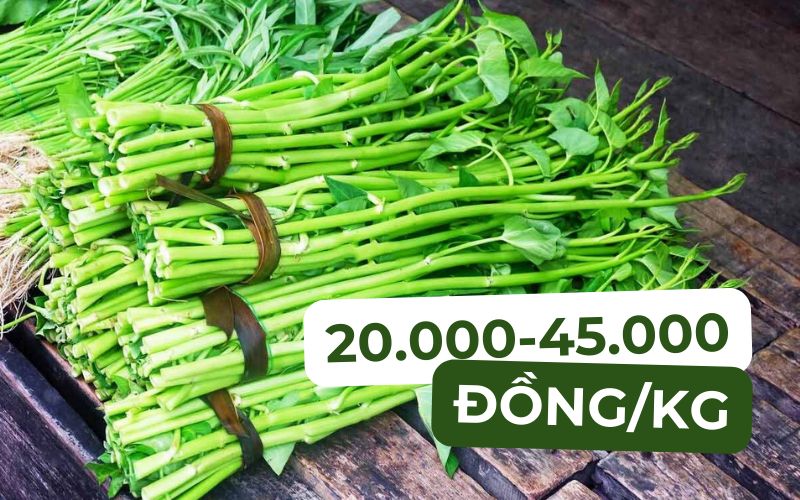 Giá rau muống hôm nay dao động từ 20.000 đến 45.000 đồng/kg