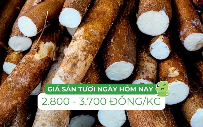 Giá sắn tươi hôm nay khởi điểm từ 2.800 đồng/kg