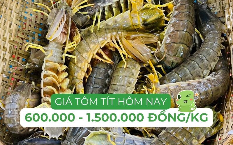 Giá tôm tít trên thị trường dao động từ 600.000 đến 1.500.000 đồng/kg